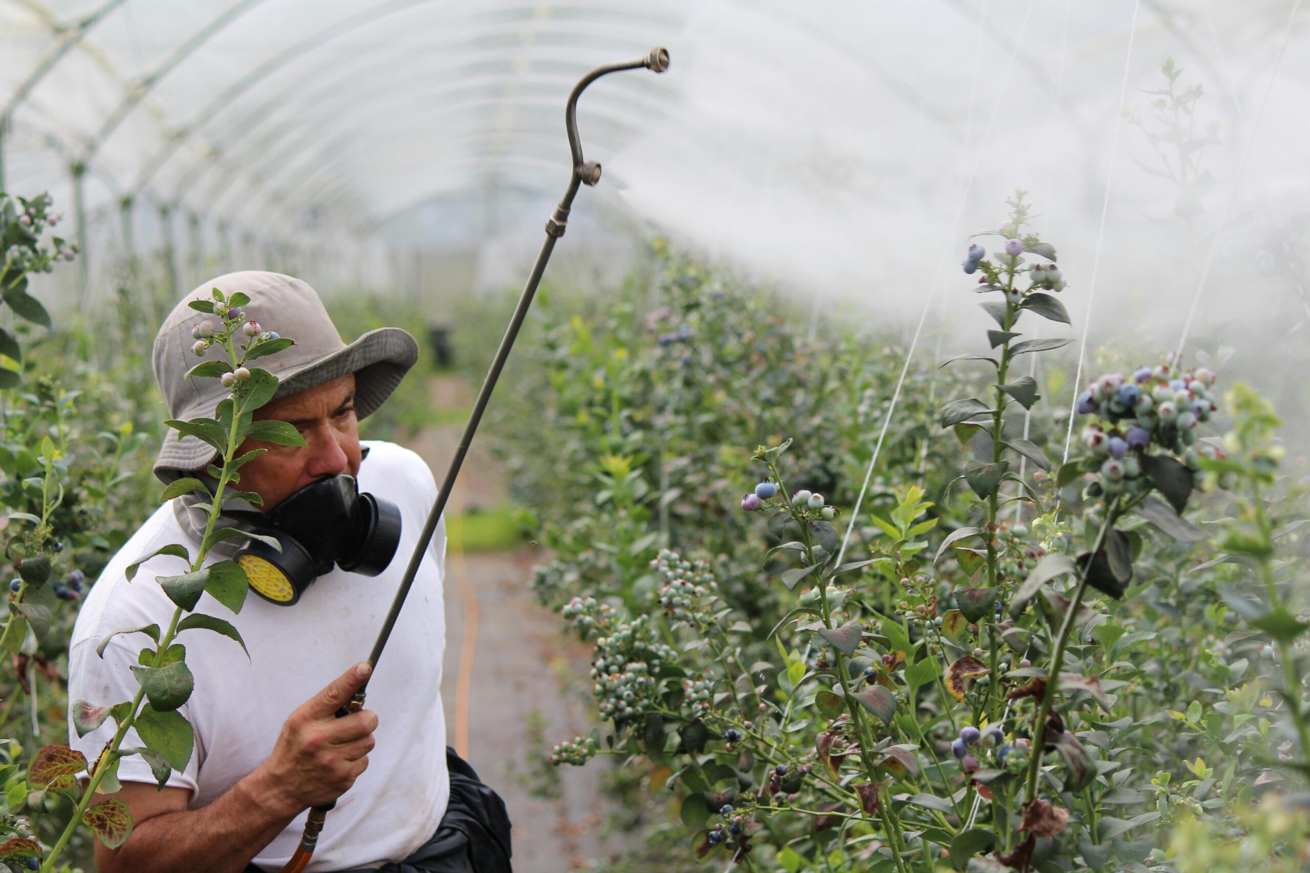 Aplicación de productos agrícolas para el control sanitario de cultivos en invernadero