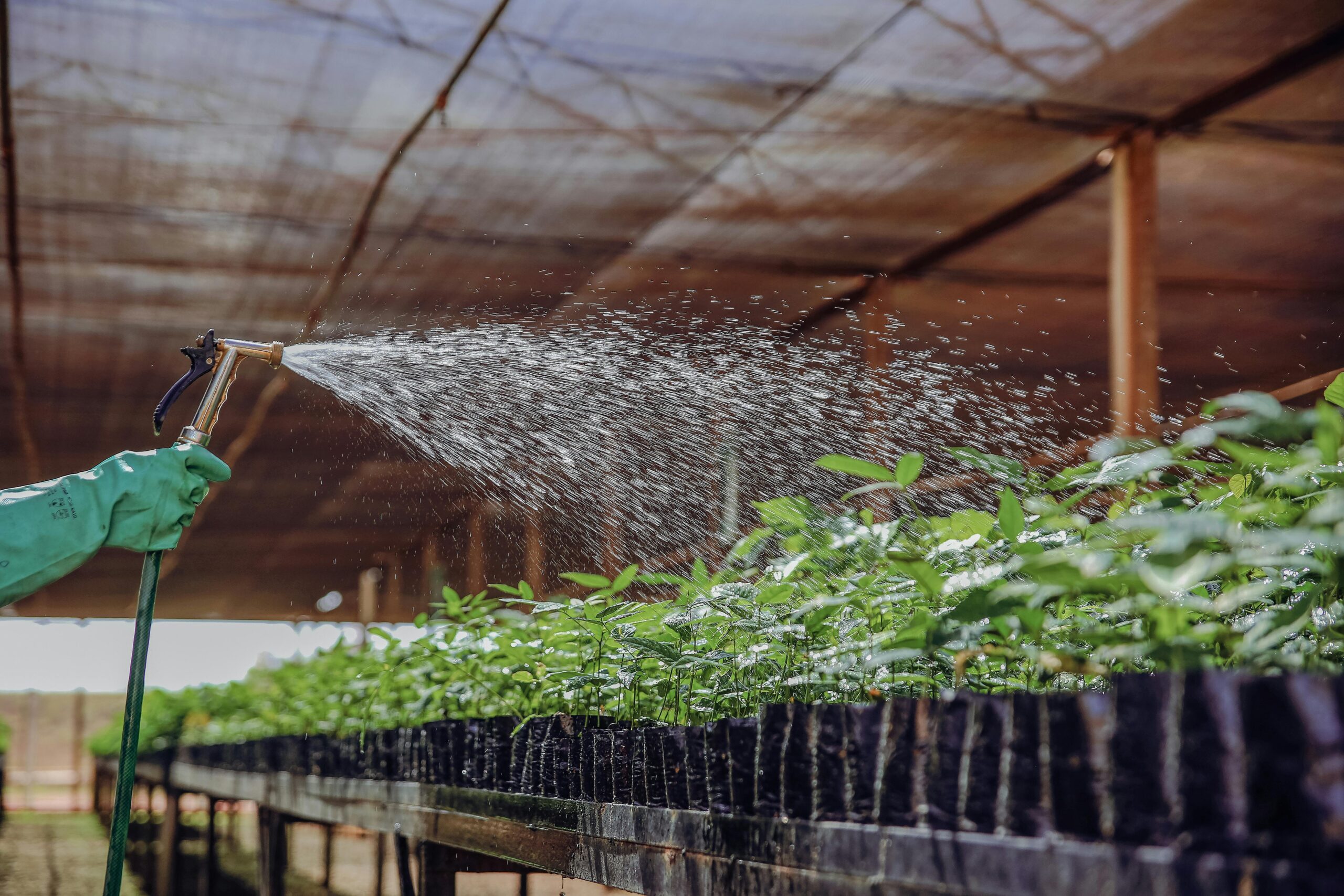 Aplicación de soluciones agrícolas mediante riego en vivero