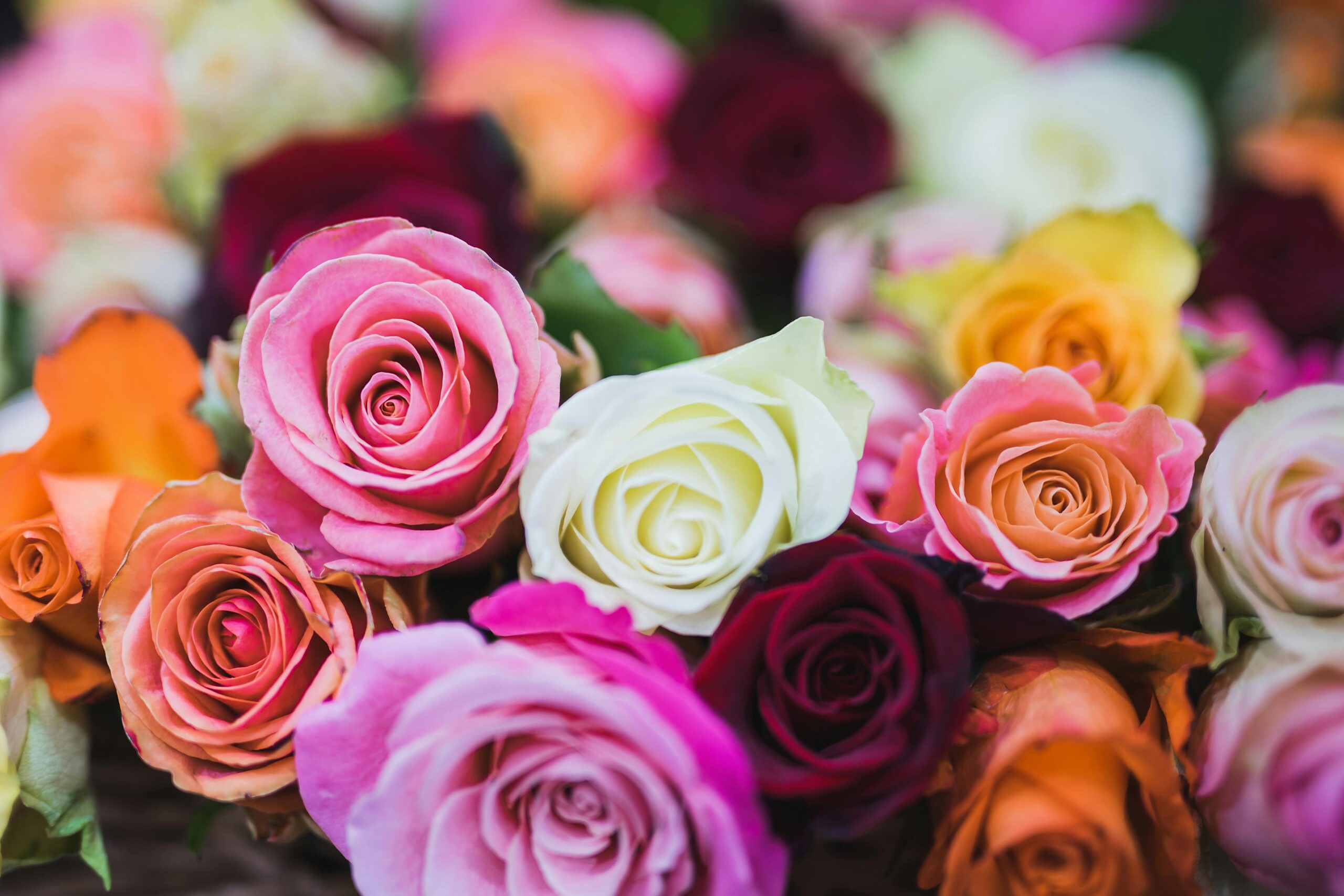 Variedad de rosas ornamentales con buen estado y desarrollo vegetal